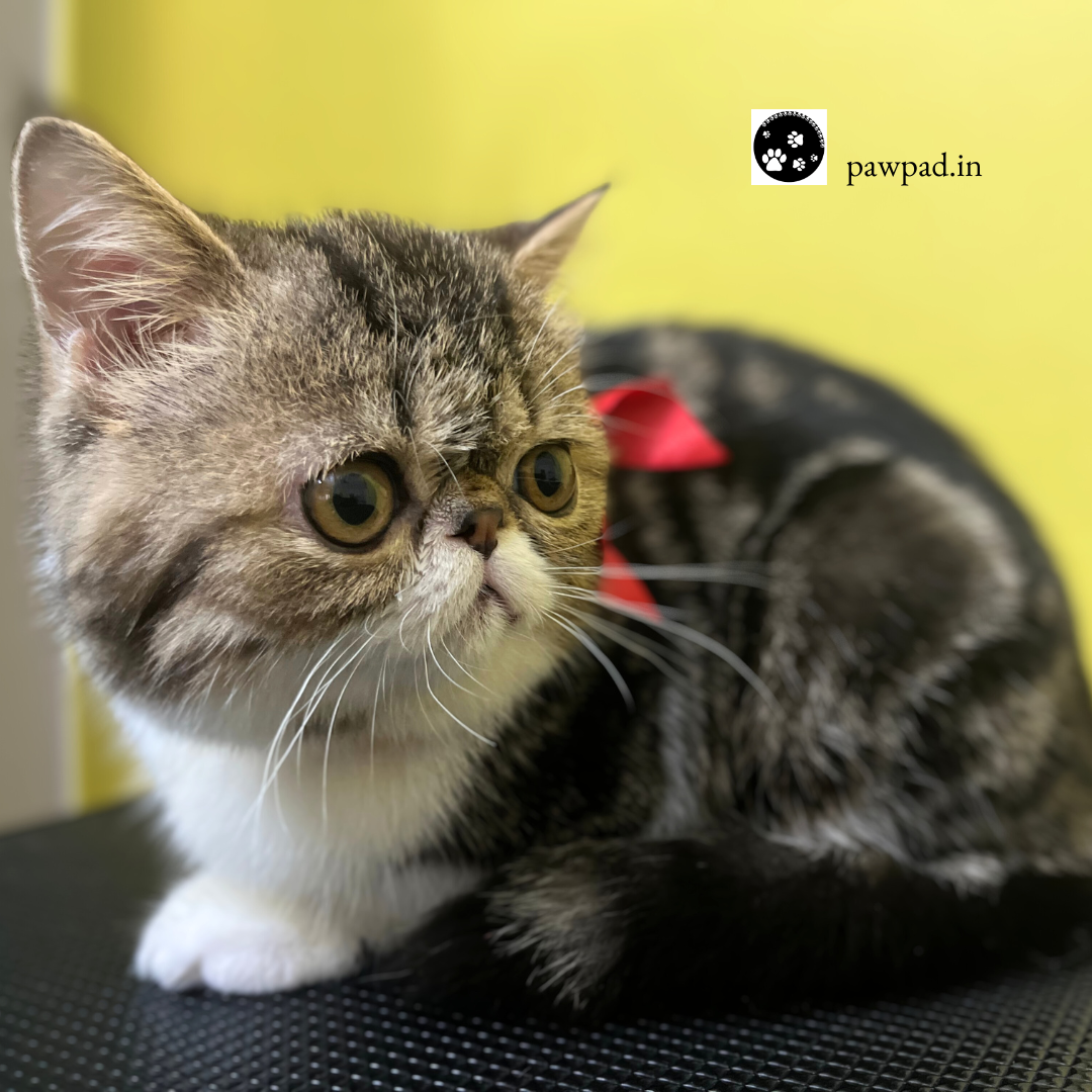 Picture of Kitten Grooming: What’s the purr-fect time?